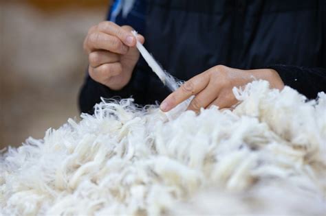 Merino Magic: How This Fiber is Revolutionizing the Baby Clothing Industry